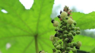 castor çiçek (Ricinus communis) ve Hint siyah Marangoz arı uçan çiçek polen yemek 
