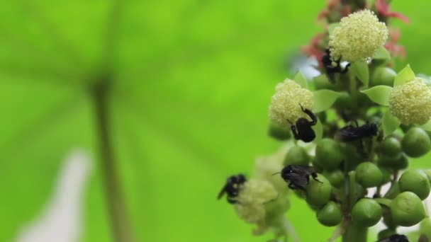 キャスターの花 リシヌスコミュニス とインドの黒い大工蜂が飛んで花から花粉を食べる — ストック動画