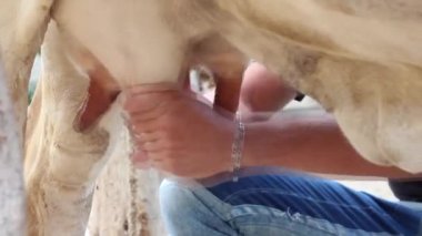 Çiftçi işçi el inek süt çiftliğinde inek sağım