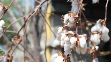 Pamuk bitki hazır hasat için