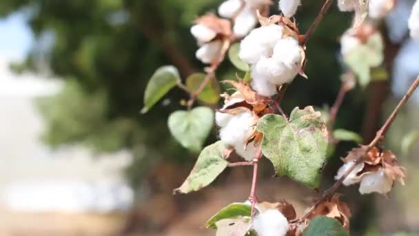 Planta Algodón Lista Para Cosechar — Vídeo de stock