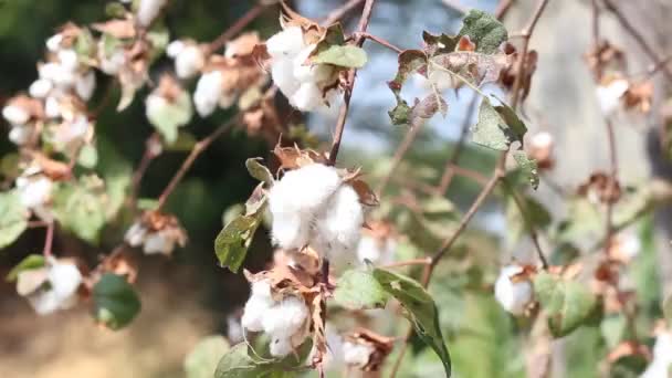 Taze Kahve Masanın Üstünde Fincan Içine Dökülen — Stok video