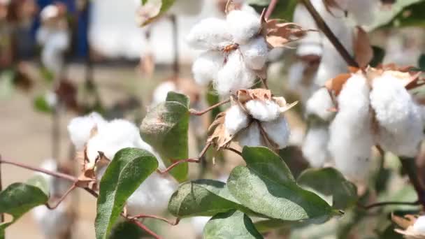 綿植物収穫できて — ストック動画