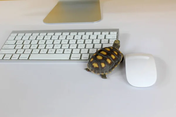 turtle on computer with keyboard and wireless mouse, slow internet, slow processor