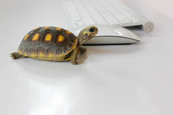 Tartaruga Computador Com Teclado Mouse Sem Fio Internet Lenta Processador — Fotografia de Stock
