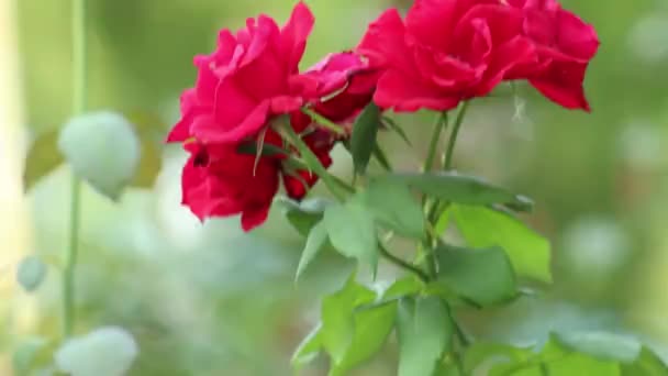 Hermosa Rosa Roja Primavera Jardín Botánico Fondo Verde — Vídeos de Stock