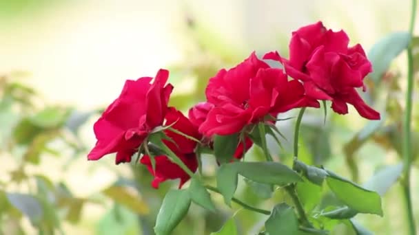 Vacker Röd Ros Våren Botaniska Trädgården Grön Bakgrund — Stockvideo