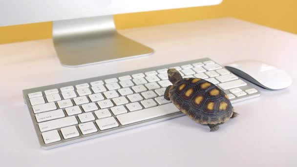 Żółw Komputerze Klawiaturą Bezprzewodową Mysz Powolny Internet Powolny Procesor — Wideo stockowe