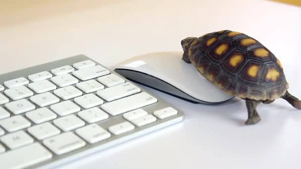 Turtle Dator Med Tangentbord Och Trådlös Mus Långsam Internet Långsam — Stockvideo