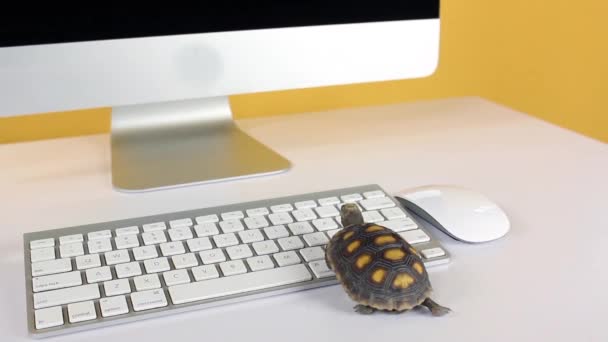 Turtle Dator Med Tangentbord Och Trådlös Mus Långsam Internet Långsam — Stockvideo