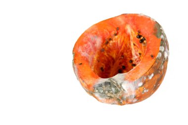 Beyaz arka plan üzerinde Çürük papaya , Papaya mantar, kötü küflü ve çürük sebze gıda kavramı