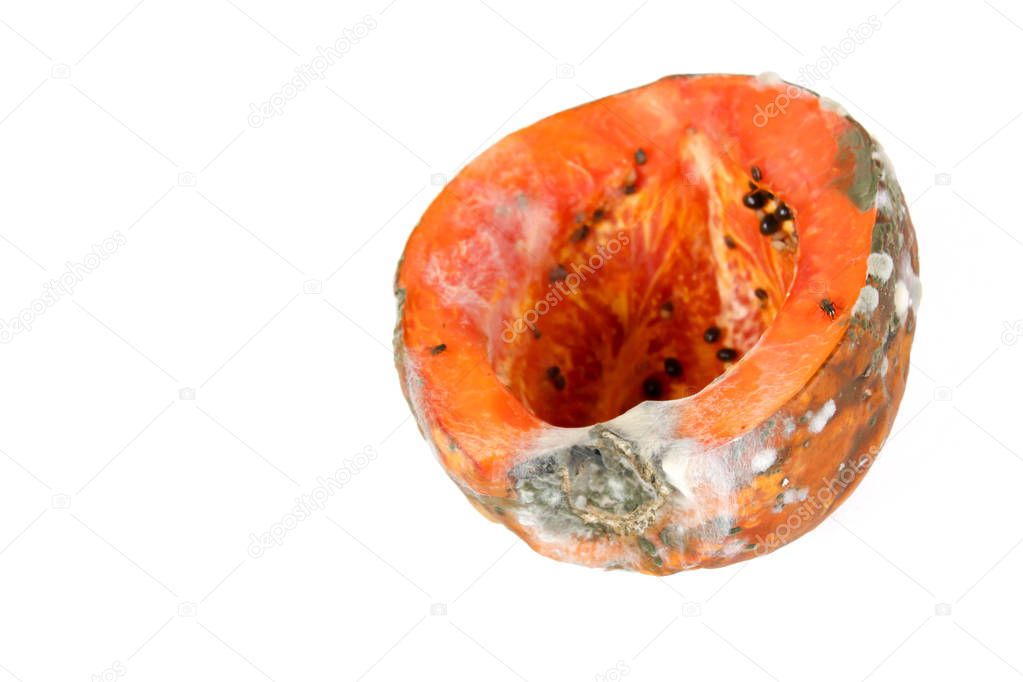 Rotten papaya on white background , Fungus in papaya,bad moldy and rotten vegetable food concept