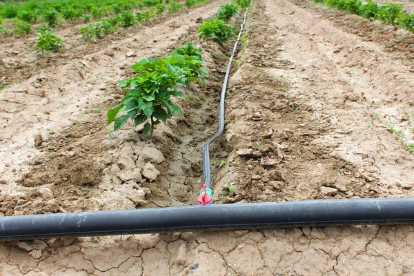 Drip Irrigation of Pepper Seedlings in open sky.  the water-hose for drip irrigation