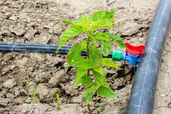 Irrigation Goutte Goutte Des Semis Poivre Dans Ciel Ouvert Tuyau Images De Stock Libres De Droits