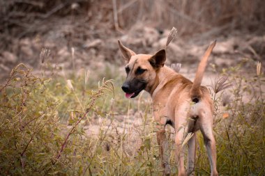 sevimli kahverengi turuncu köpek portresi, karışık cins, yeşil çim görünümlü, güneşli bir gün.
