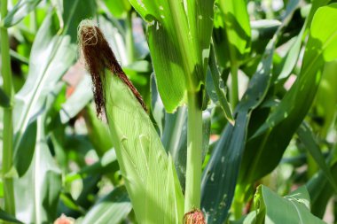 tatlı mısır koçan hala hasat için hazır bitki