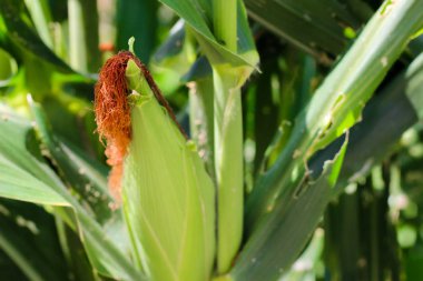 tatlı mısır koçan hala hasat için hazır bitki