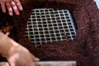 tohum çimlenme için tepsiler, zemin hindistan cevizi kabuğu ile birlikte tepsileri doldurmak için