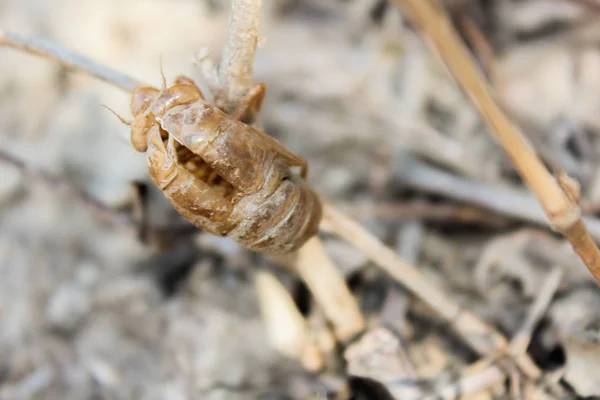 Guscio Cicala Albero Con Sfondo Sfocato — Foto Stock