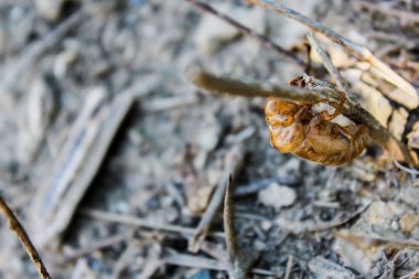 bulanık arka planlı bir ağaç üzerinde cicada kabuk