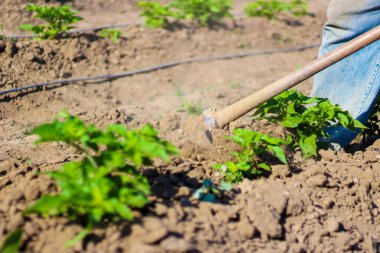 adam tarım çalışan, biber bitkilerin kök toprak getirmek için çapa kullanarak.