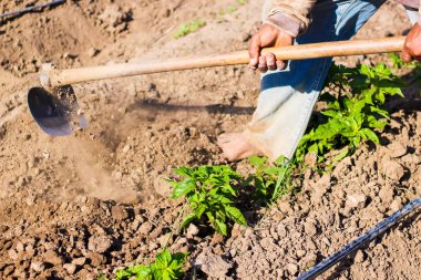 adam tarım çalışan, biber bitkilerin kök toprak getirmek için çapa kullanarak.