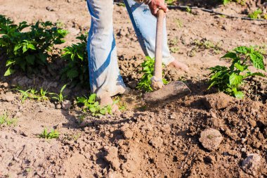 adam tarım çalışan, biber bitkilerin kök toprak getirmek için çapa kullanarak.