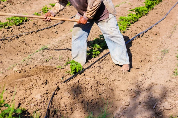 Hombre Que Trabaja Agricultura Utilizando Azada Para Traer Tierra Tallo — Foto de Stock