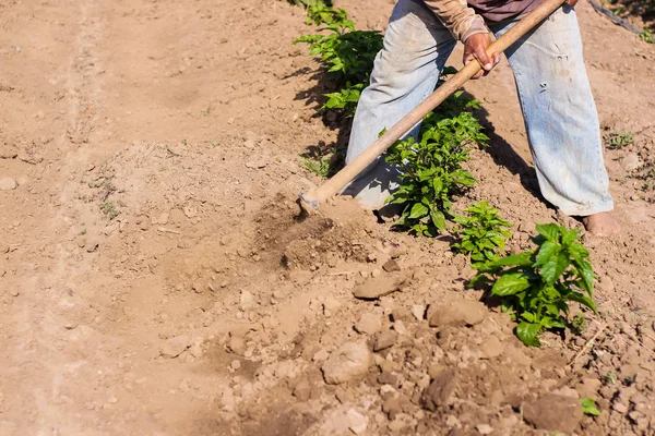 Hombre Que Trabaja Agricultura Utilizando Azada Para Traer Tierra Tallo — Foto de Stock