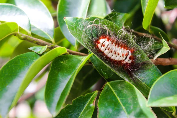 Meyve Bitkileri Kıllı Solucan Siyah Ipuçları Ile Uzun Kırmızı Saçlı — Stok fotoğraf