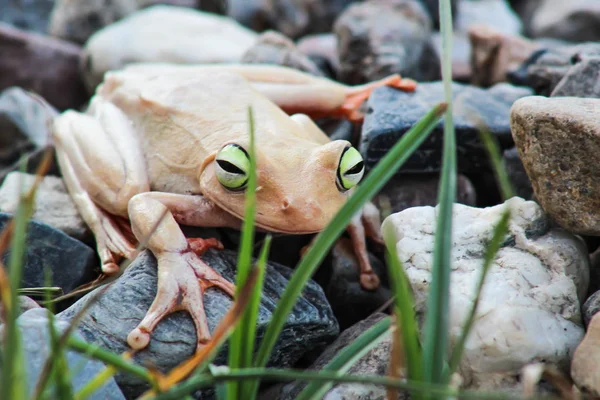 white frog and green eyed, an animal with vibrant eyes. Agalychnis callydrias lives in the rain forest