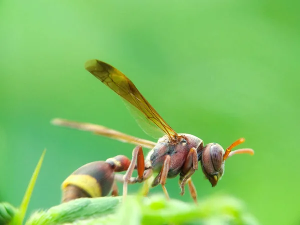 小さなハチが葉の上に座って — ストック写真