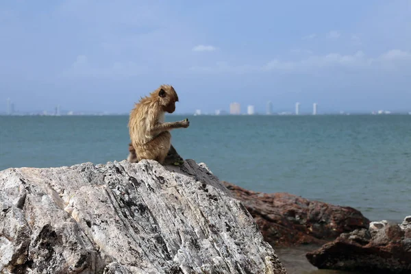 Monkey on the background of the sea and the city, Monkey Island, Thailand