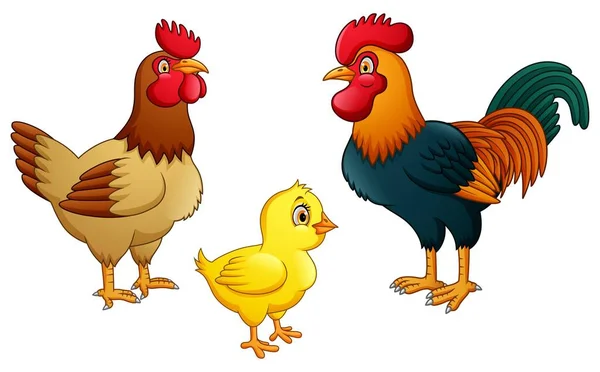 Chicken Family White Background — Stock Vector
