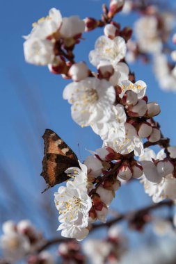 Meyve ağaçlarının çiçeklenme ilkbahar. Orta Asya'da çiçekli kayısı.