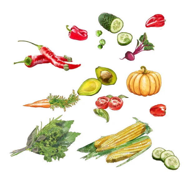 sebze aquacolor domates ayarla; salatalık; Fesleğen; kabak; Provence otlar; havuç; Kapari; Mısır; avokado; biber;