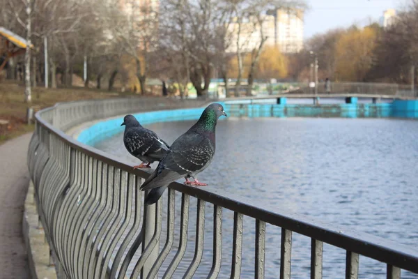 Parque Pássaros Selvagens Aquecem Sol — Fotografia de Stock