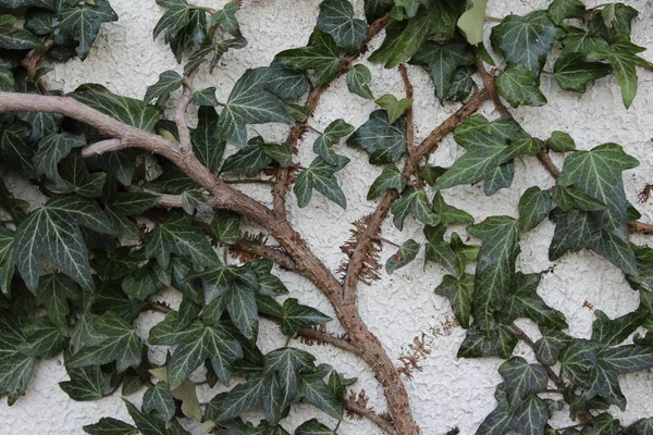 Eine Pflanze Die Ihren Platz Der Mauer Des Zauns Gefunden — Stockfoto