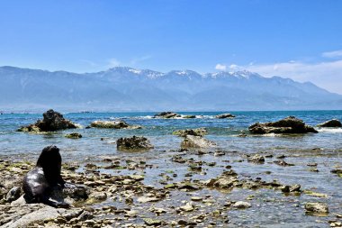 Deniz aslanı rahatlatıcı cliff üzerinde