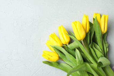 Güzel taze sarı laleler gri arka plan, üstten görünüm. Metin için yer