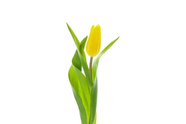 Красивый Желтый Тюльпан Белом Фоне — стоковое фото