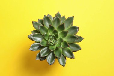 Renk arka plan, üstten görünüm üzerinde güzel etli bitki