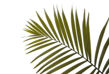 Beyaz arka plan güzel tropikal palmiye yaprağı