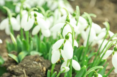 Güzel bahar kardelen çiçeği (Galanthus nivalis), portre