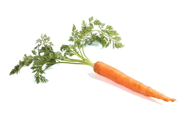 Zanahoria fresca madura aislada sobre fondo blanco —  Fotos de Stock
