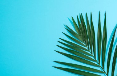 Renk arka plan, metin için yer güzel tropikal palmiye yaprağı