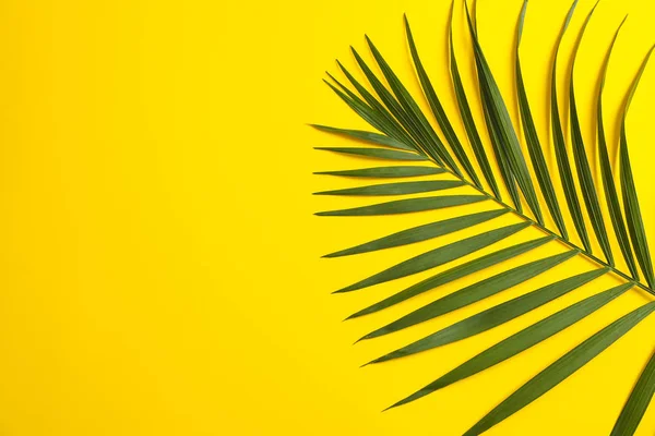 Schöne tropische Palmblätter auf farbigem Hintergrund, Platz für Text — Stockfoto