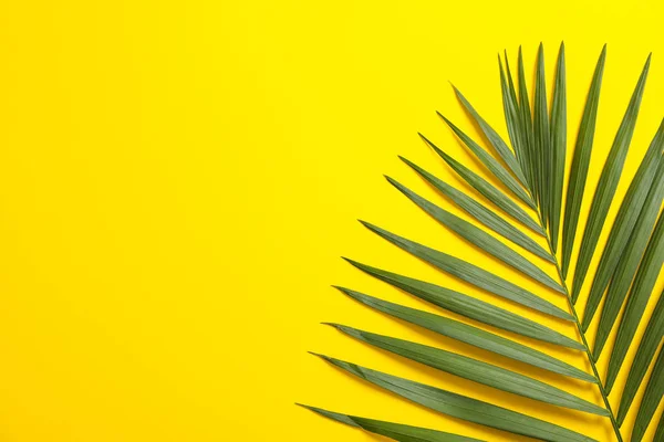 Schöne tropische Palmblätter auf farbigem Hintergrund, Platz für Text — Stockfoto
