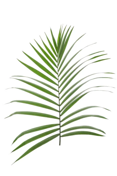 Beautiful tropical palm leaf on white background — Stock Photo, Image