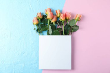 Güzel pembe güller ve kare iki ton metin için boşluk ile 